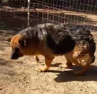 Graziella, lupacchiotta dagli occhi tristi Foto 6